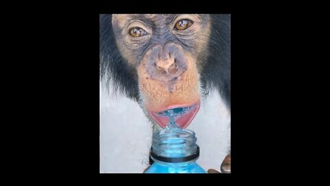 MONKEYS LOVE POWERADE ! 🙉🥤