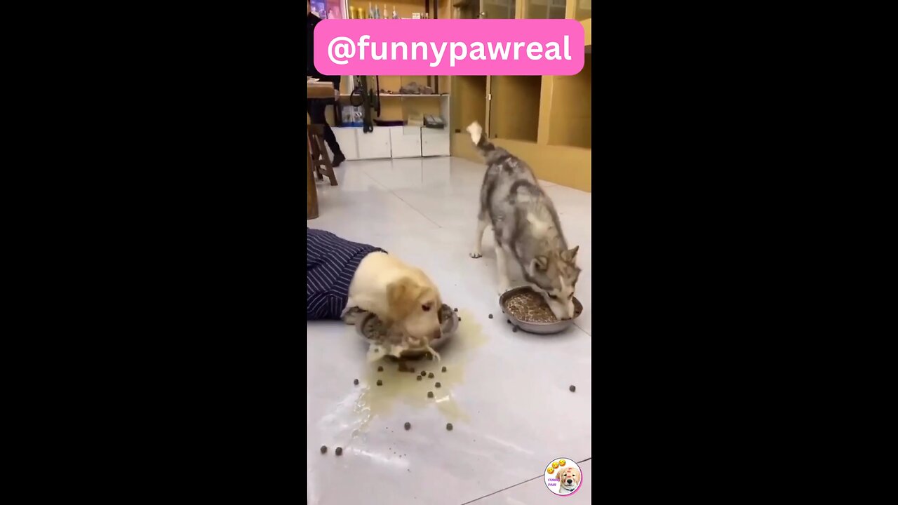 funny animal