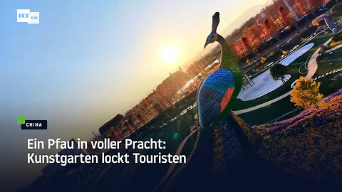 Ein Pfau in voller Pracht: Kunstgarten lockt Touristen