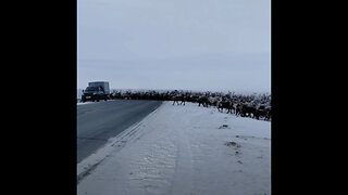 Así genera un atasco una manada de renos en el Ártico ruso