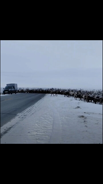 Así genera un atasco una manada de renos en el Ártico ruso