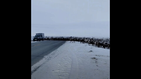Así genera un atasco una manada de renos en el Ártico ruso