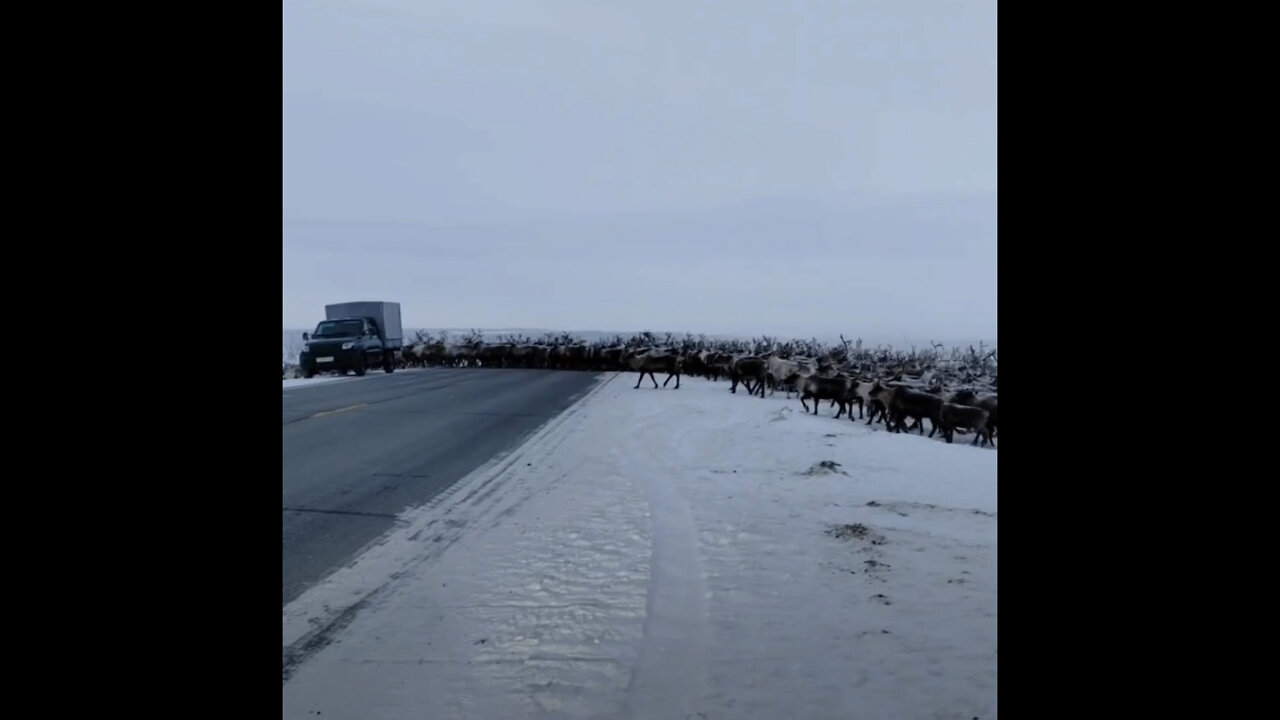Así genera un atasco una manada de renos en el Ártico ruso