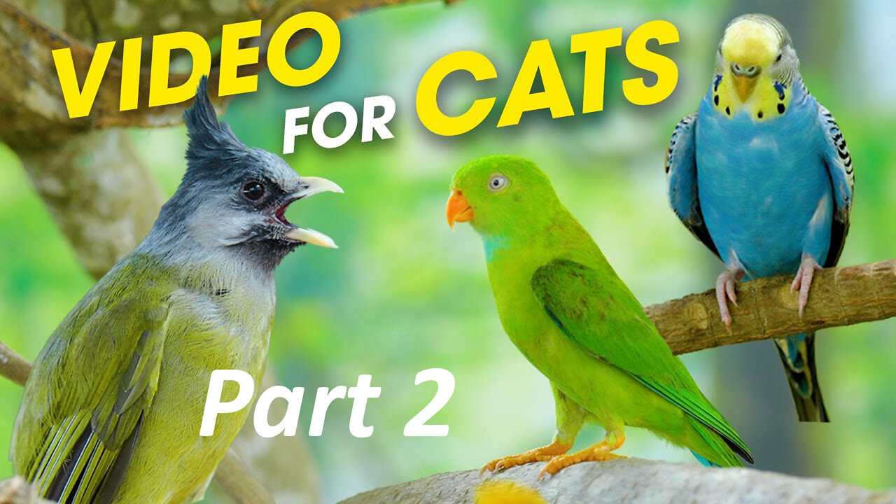 Cats Watching Birds: Birds And Squirrels Are Eating In The Forest Which Is Fun For Cats Part 2