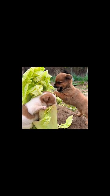 Two small dogs are munching on cabbage