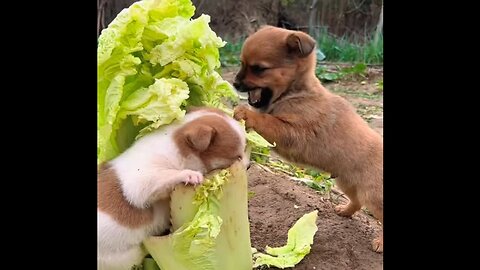 Two small dogs are munching on cabbage