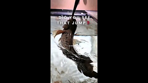 Feeding time with dubia roach. And then… he jumped. Moments like this never get old.