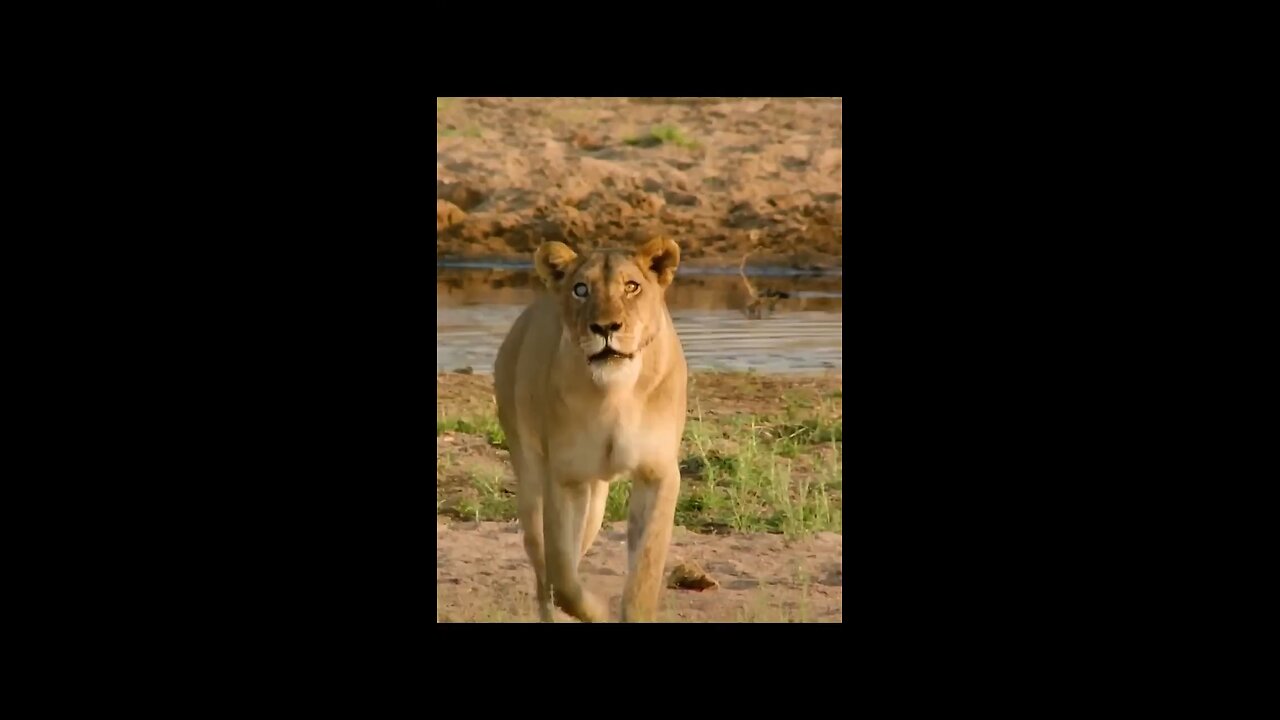 lion vs zebra 🦓 | wildlife