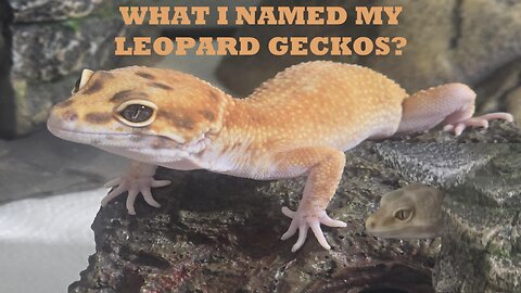 What I named my two Leopard Geckos and why... it's not what you think!