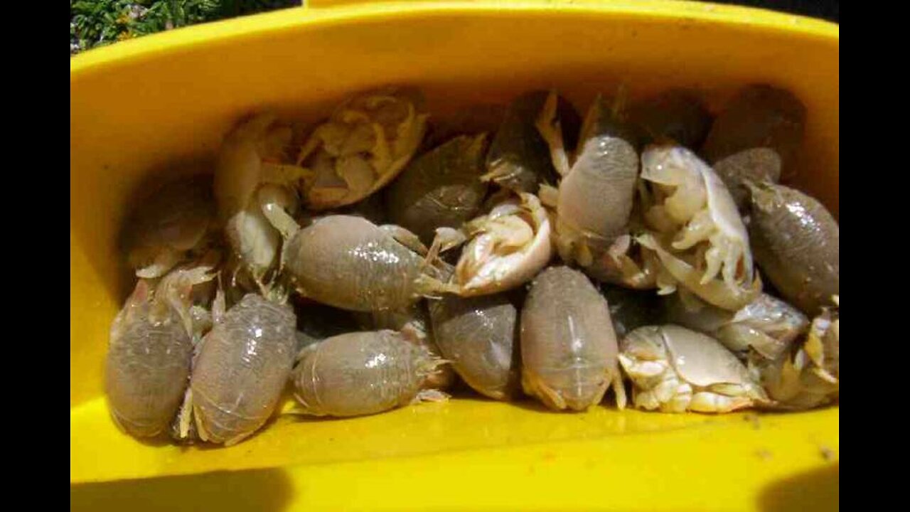 How To Hook Sand Crabs for Surf Fishing