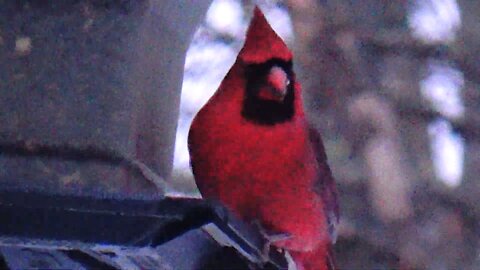 Northern Cardinal