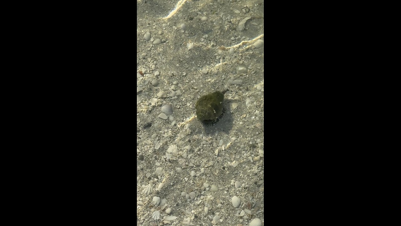 Live King’s Crown Conch! | 4K