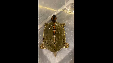 🐢 The Lucky Turtle 🍀
