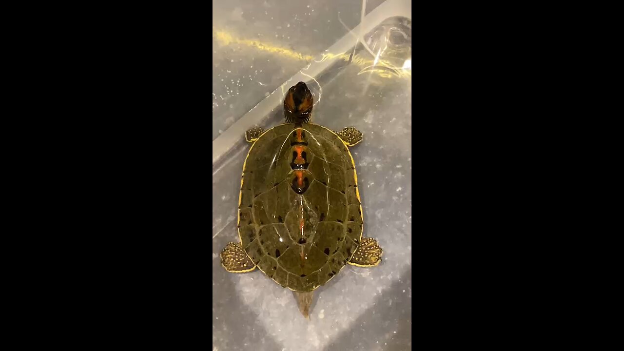 🐢 The Lucky Turtle 🍀