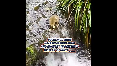 Ducklings Show Heartwarming Bond And Bravery In Powerful Display of Unity___