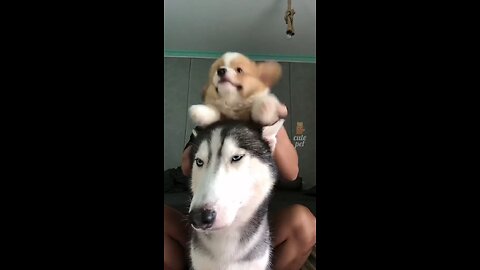 cute funny dogs