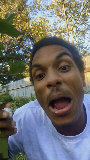 Harvest cotton with me