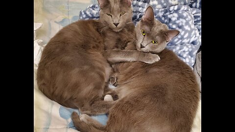 Casablanca Cats Cuddle - Adorable Funny