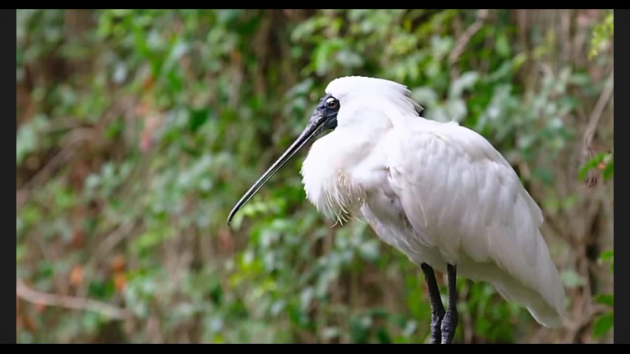 Amazing 4K Wildlife - Stunning Animals in Their Natural Habitat | Relaxing Nature Sounds