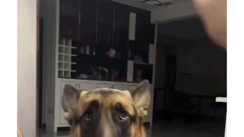 German Shepherd Core