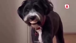 😂🐶 Good Boy's Surprise! | FunFM