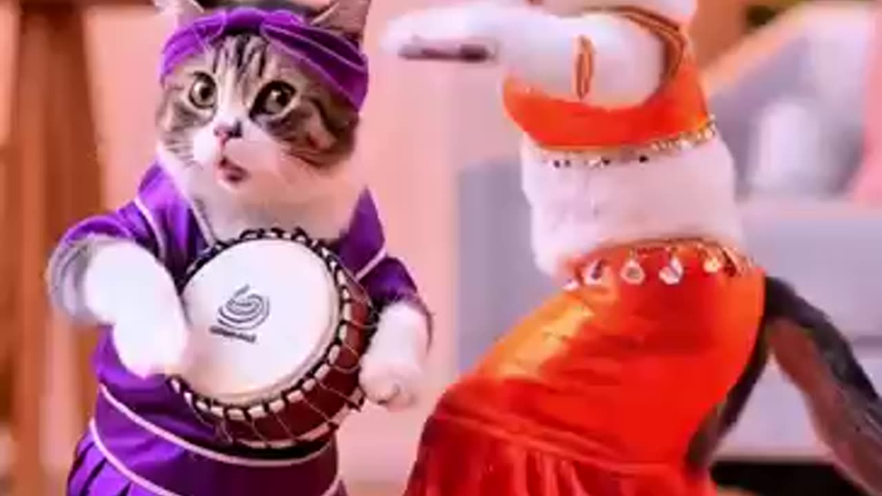 Cute cats Entertainment