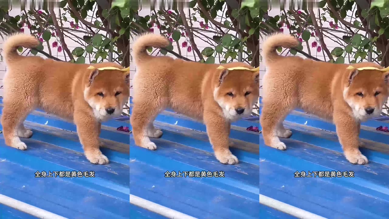 The most classic breed of Chinese native dog