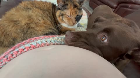 Pets React To Baby Moving In Belly