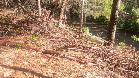 Bigfoot Evidence - hike into bigfoot territory full of broken cedars