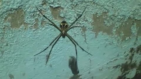 Garden spider holds the fly trapped in its webs, the snack is close... [Nature & Animals]