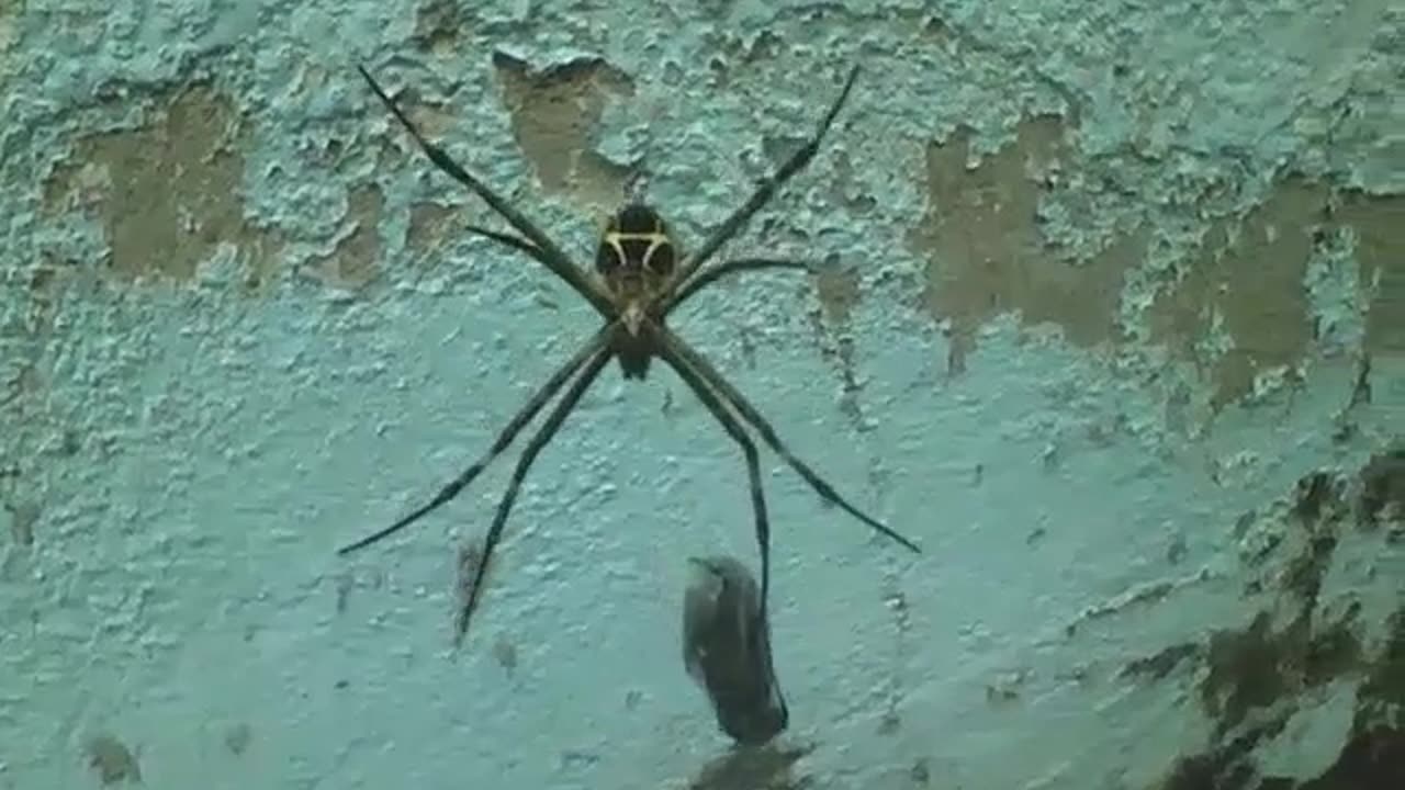 Garden spider holds the fly trapped in its webs, the snack is close... [Nature & Animals]