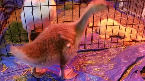 Baby Lemongrab checking out his handsome self in the mirror. #SparklegleamFarm #Lemongrab #homestead