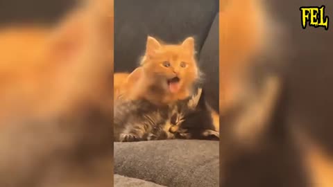 Funny Cats / Video