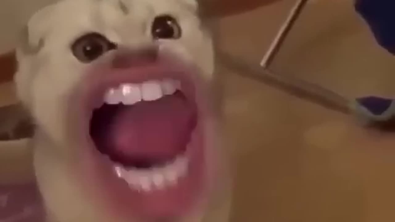 Cats vs Cucumbers 🥒😂 Funniest Reactions Ever!