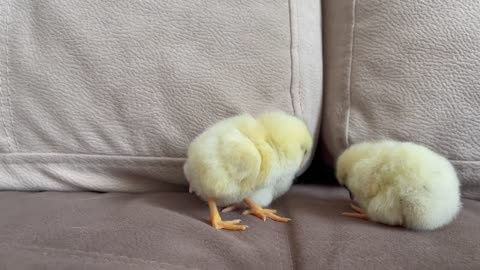 Baby Chicks Attacked by Sleep