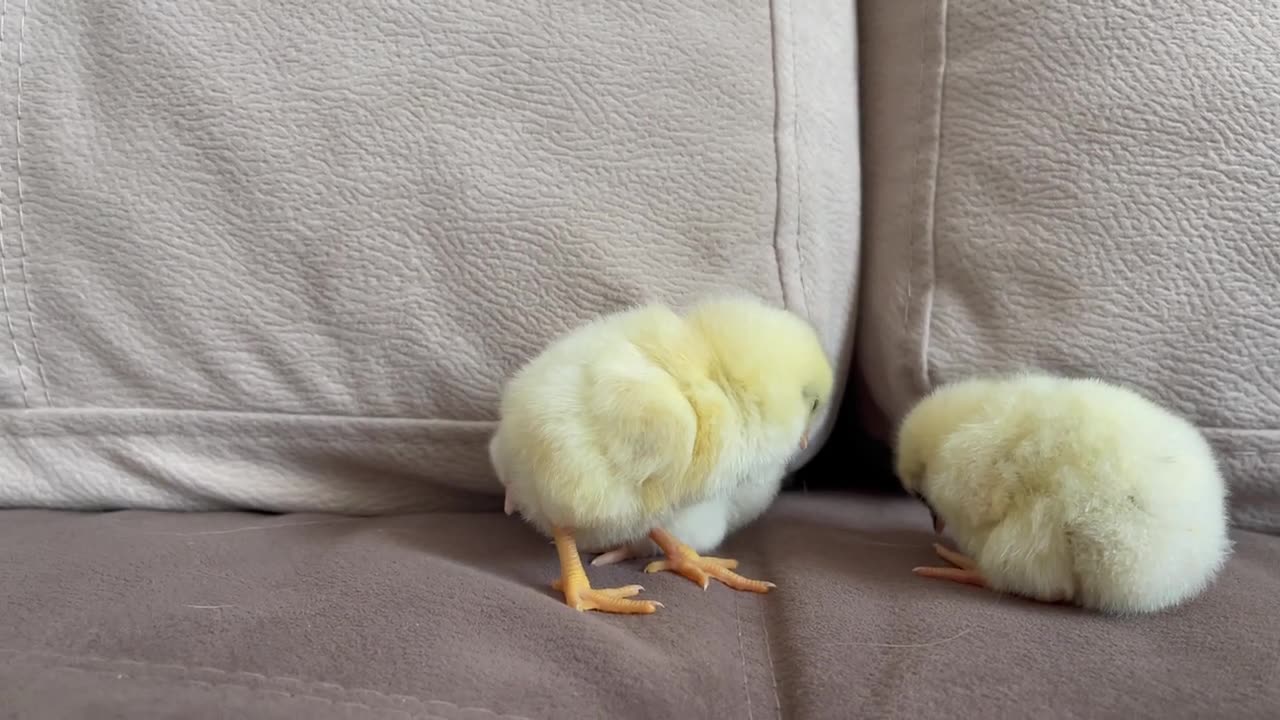 Baby Chicks Attacked by Sleep