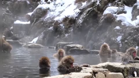 Jigokudani Monkey Park Yamanouchi Japan Tour