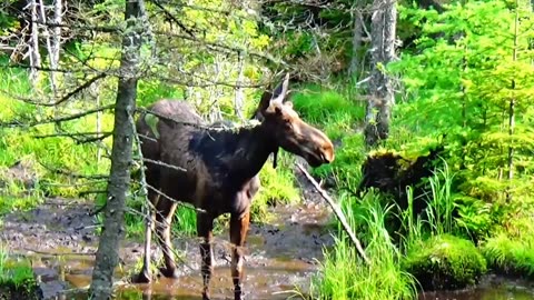 Moose on the Loose