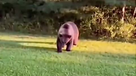 Woe Day 53. I am in the ark. Waiting for GOD to open the Door for a spring/summer Pentecost rapture