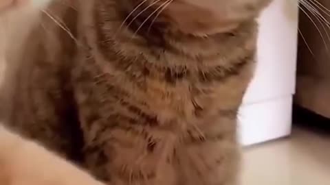 Confused Kitty