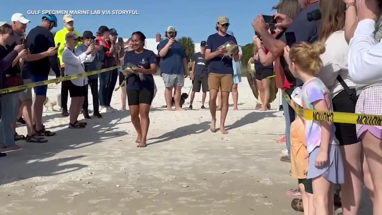 Turtles Released Back Into Gulf Coast After Rescue From Cold-Stunned State