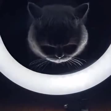Funny Cat Videos 17 - Aesthetic Cats
