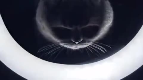 Funny Cat Videos 17 - Aesthetic Cats