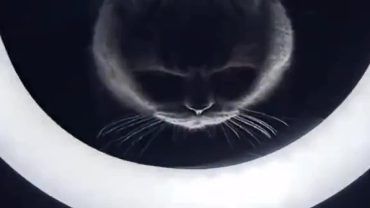 Funny Cat Videos 17 - Aesthetic Cats