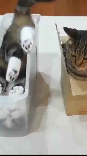 Katt: Jag ser låda; jag sitter i den. Kattoid: Jag ser låda. Att sitta betyder tassar upp, mja?