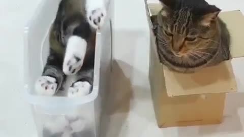 Katt: Jag ser låda; jag sitter i den. Kattoid: Jag ser låda. Att sitta betyder tassar upp, mja?