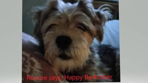 Happy Barktober
