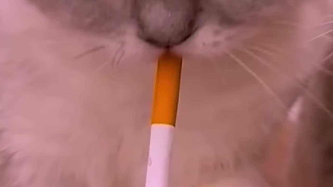 Funny Cat Video