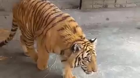 Tiger attack on child