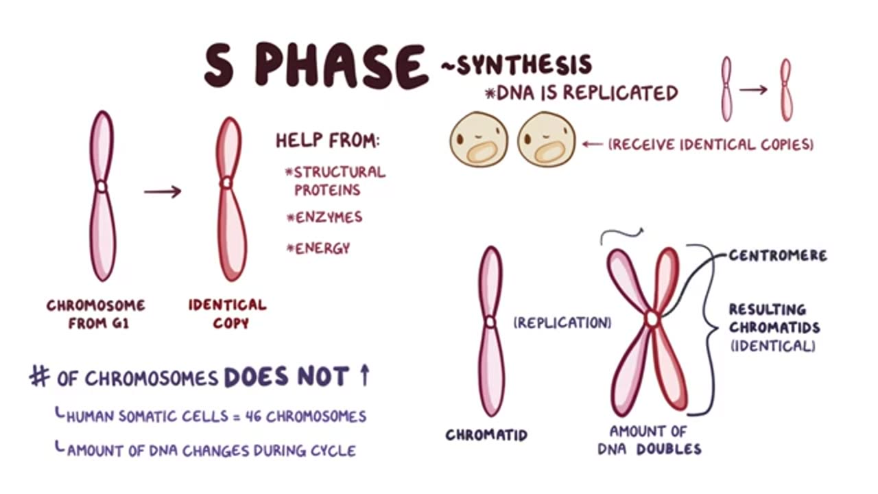 Cell cycle